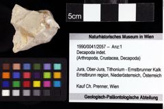 Foto (Objket + Etiketten) von Decapoda indet. 